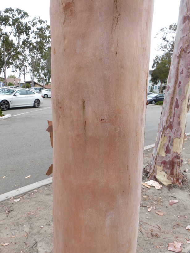 Eucalyptus citriodora