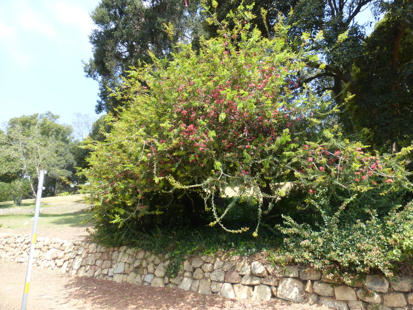 Schotia afra var. angustifolia
