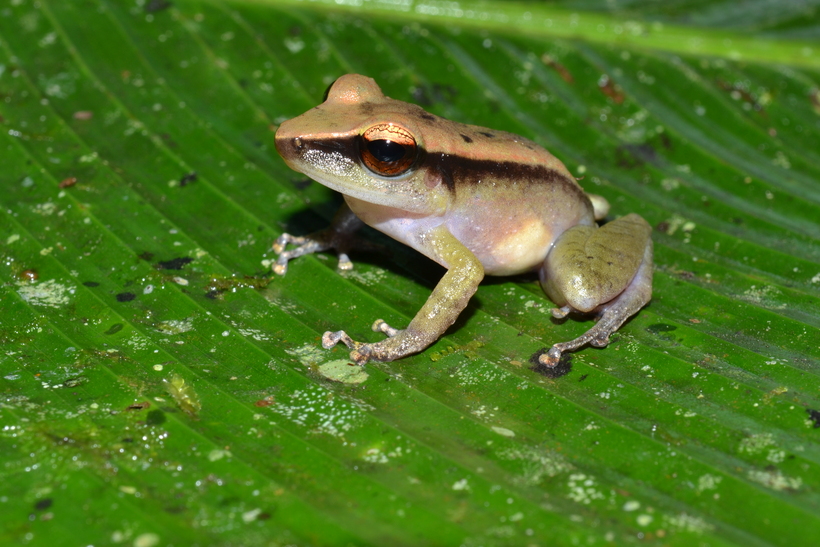 Pristimantis caprifer