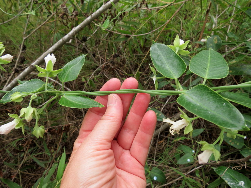 Araujia sericifera Araujia sericifera