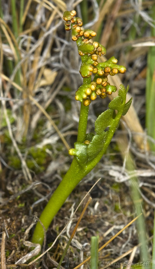 Botrychium crenulatum Botrychium crenulatum