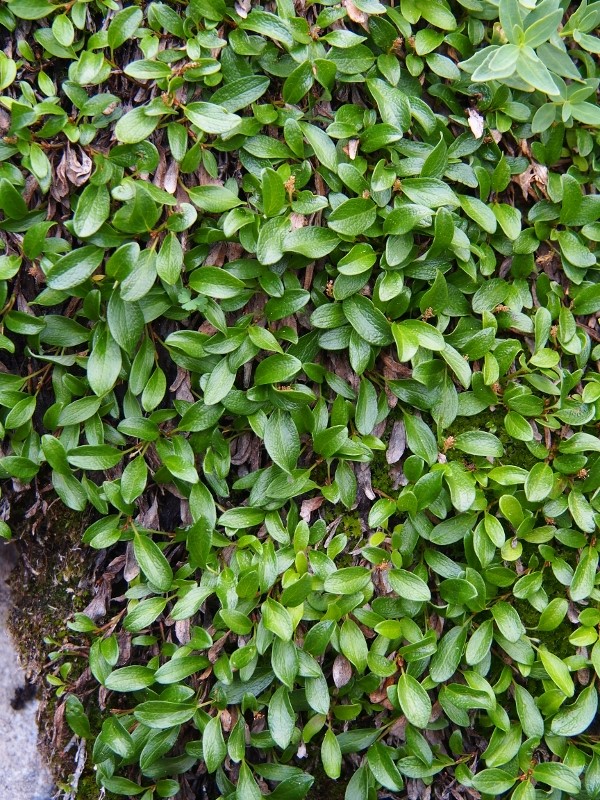 Salix nivalis