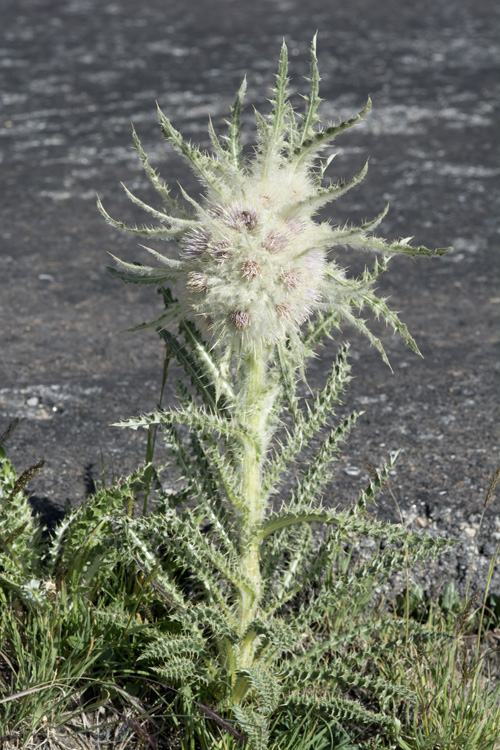 Cirsium scopulorum