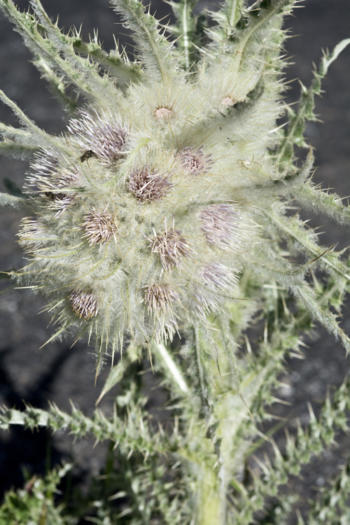 Cirsium scopulorum