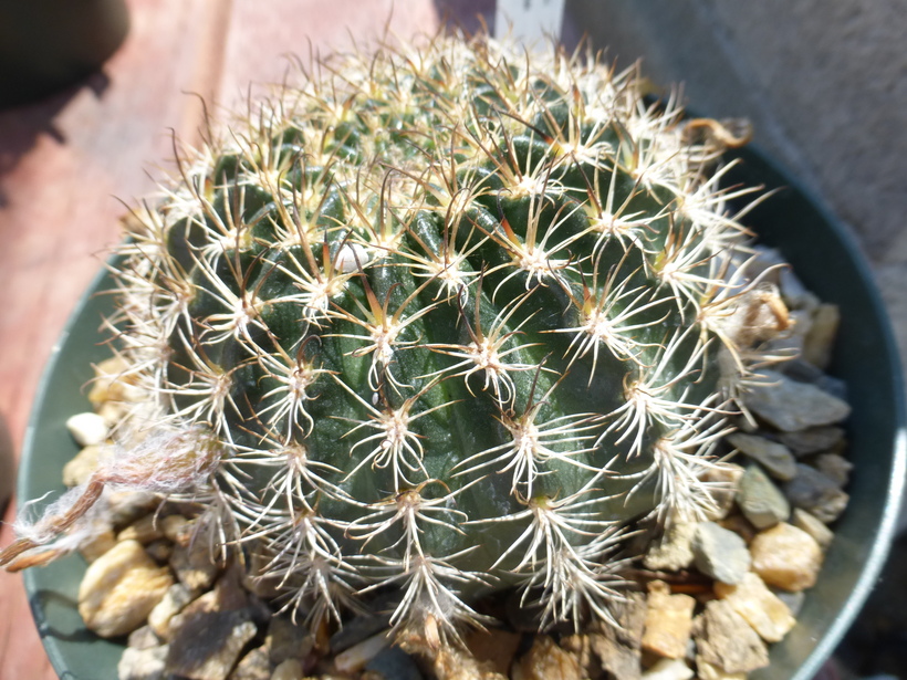 Lobivia arachnacantha var. arachnacantha