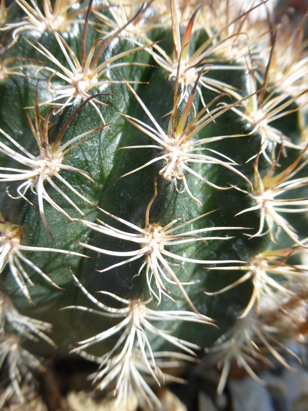 Lobivia arachnacantha var. arachnacantha