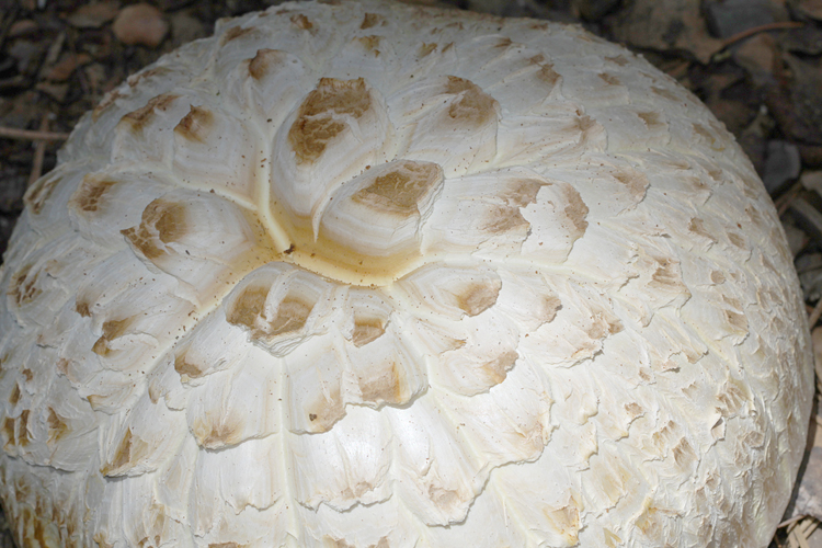 Neolentinus ponderosus Neolentinus ponderosus