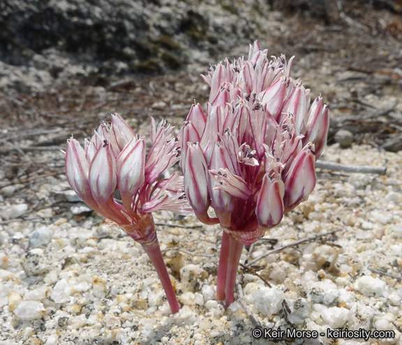 Allium burlewii