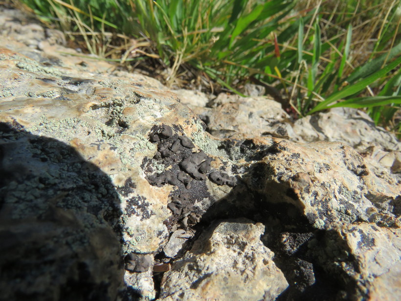 Umbilicaria polyphylla
