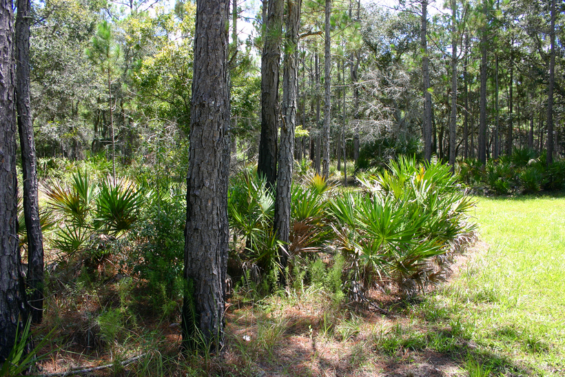 Tosohatchee Wildlife Management Area (Florida)