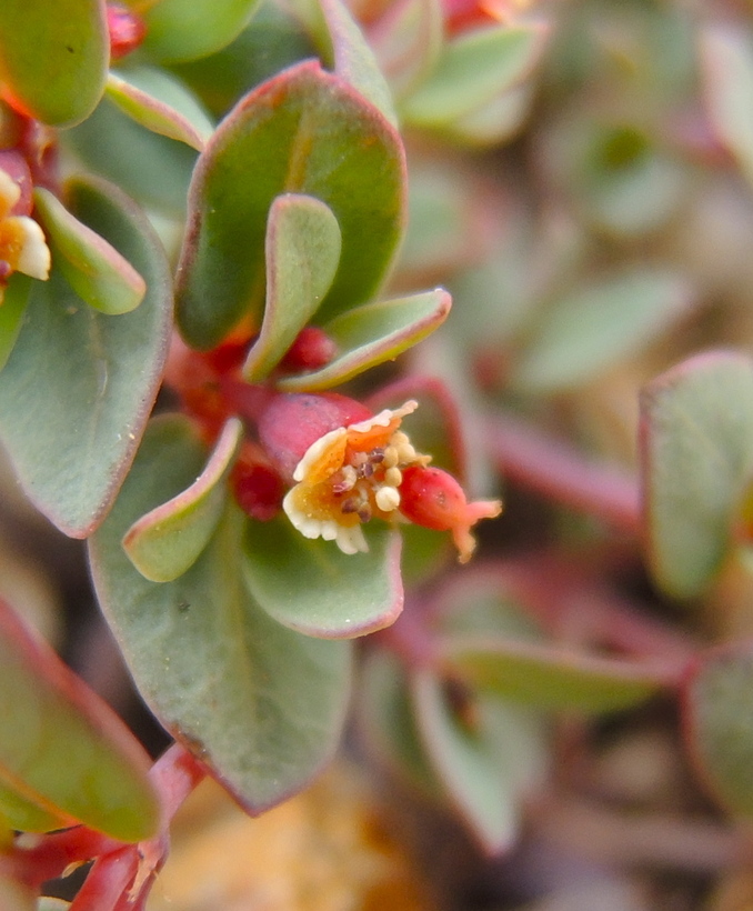 Euphorbia fendleri