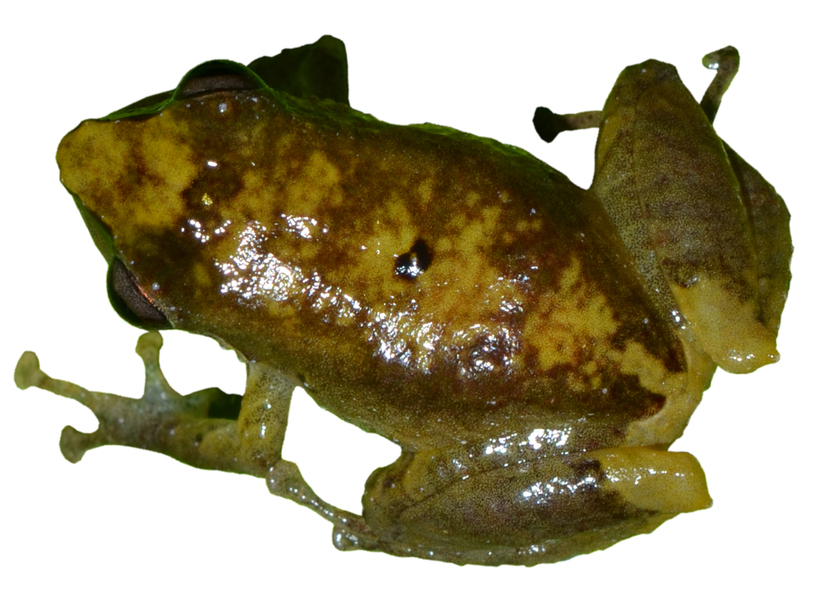 Pristimantis colomai