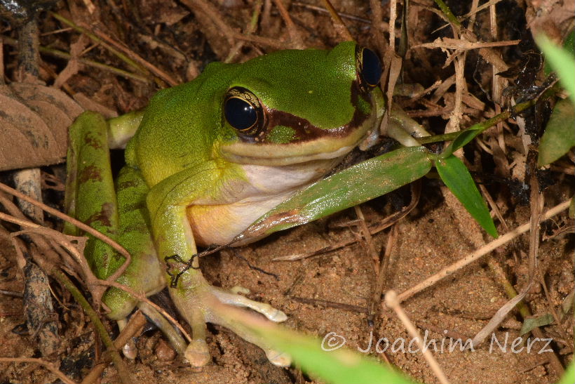 Odorrana hosii Odorrana hosii