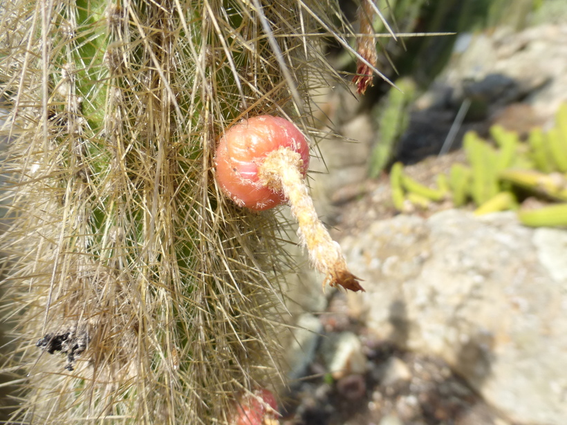 Cleistocactus tarijensis