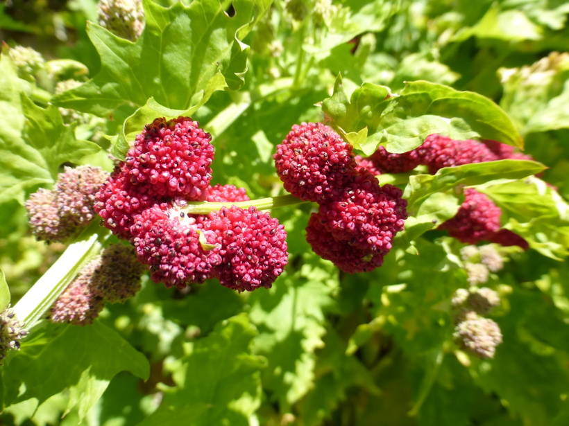 Blitum capitatum