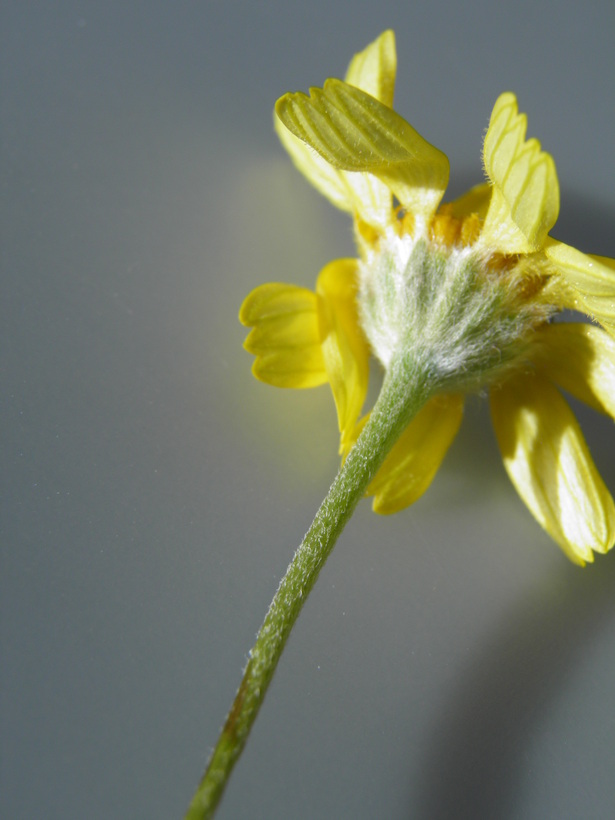 Tetraneuris scaposa var. scaposa Tetraneuris scaposa var. scaposa