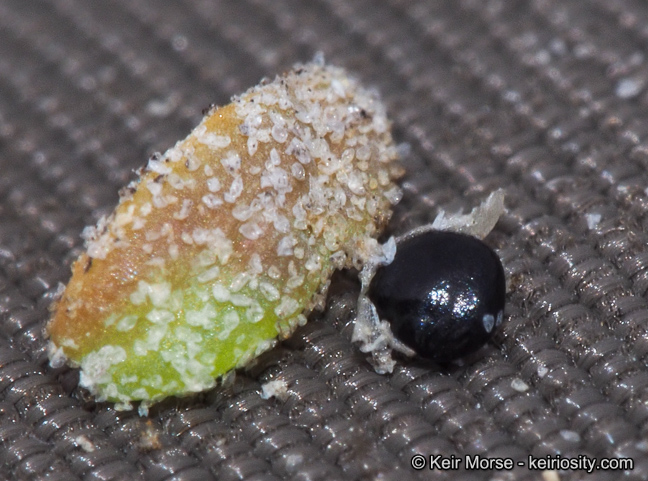 Extriplex californica