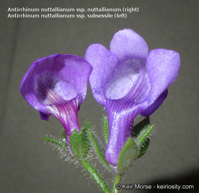 Antirrhinum nuttallianum ssp. nuttallianum
