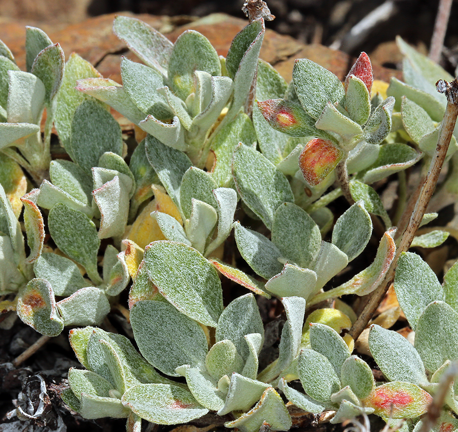 Eriogonum umbellatum var. smallianum