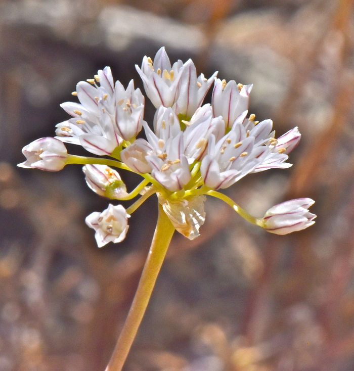 Allium lacunosum var. davisiae