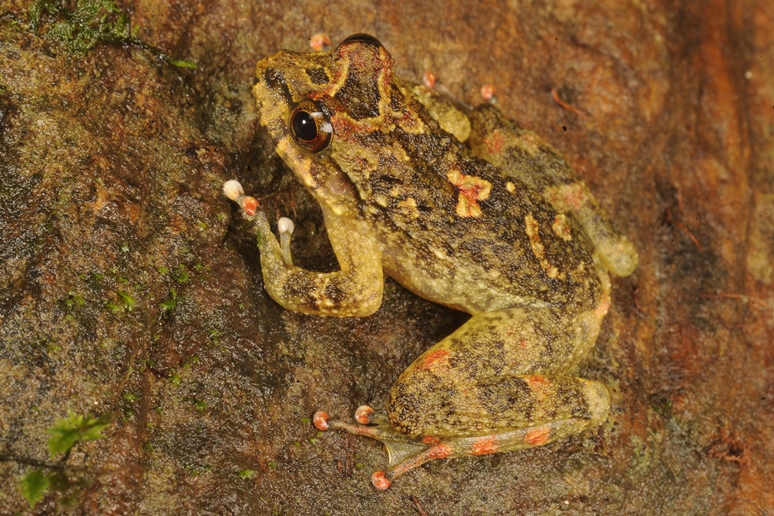 Cryptobatrachus boulengeri