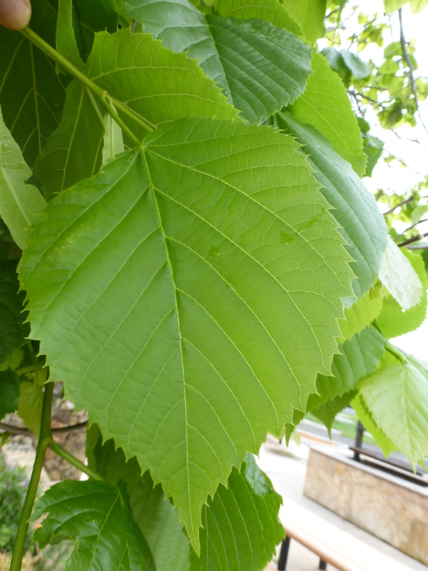 Carolina Basswood tree - Southern Native Trees