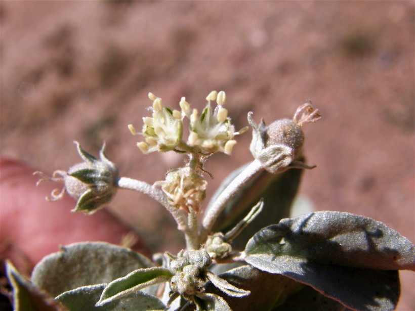 Croton pottsii