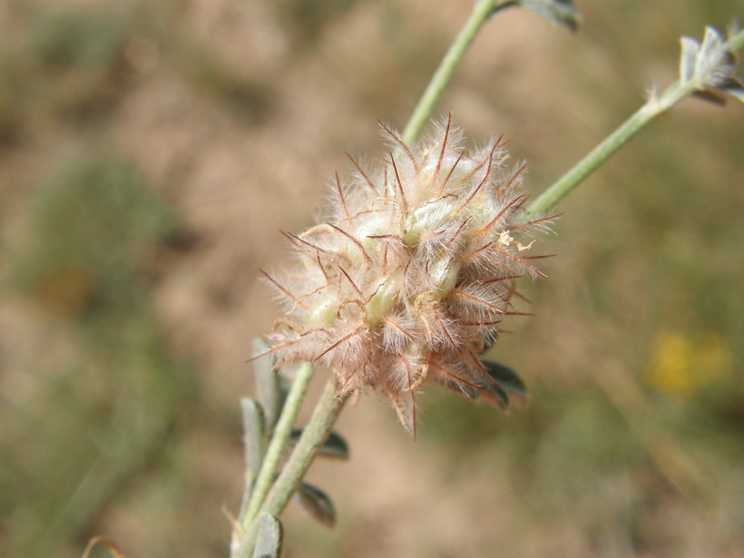 Dalea nana var. carnescens