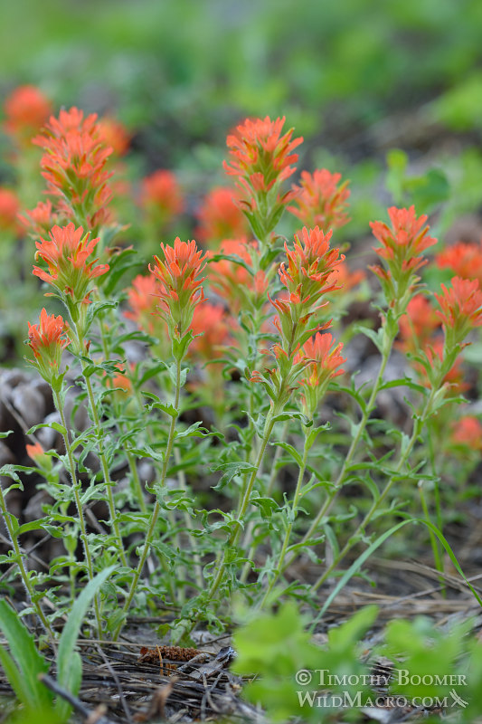 Castilleja applegatei ssp. pallida Castilleja applegatei ssp. pallida
