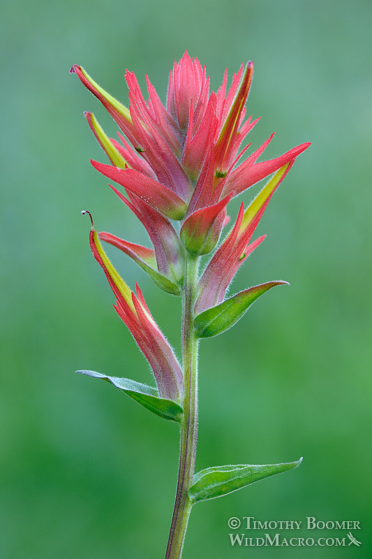 Castilleja miniata ssp. miniata Castilleja miniata ssp. miniata