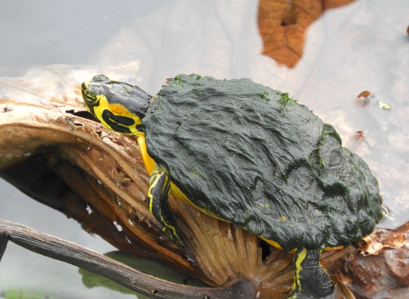 Trachemys scripta elegans x Trachemys scripta scripta Trachemys scripta elegans x Trachemys scripta scripta