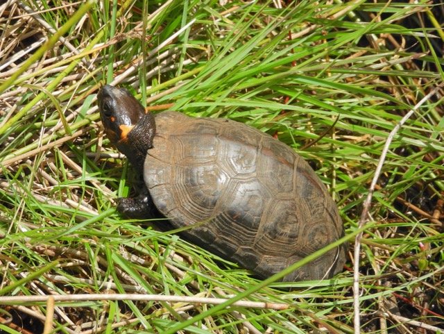 Glyptemys muhlenbergii Glyptemys muhlenbergii