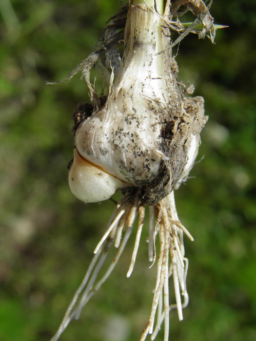 Allium vineale ssp. vineale Allium vineale ssp. vineale