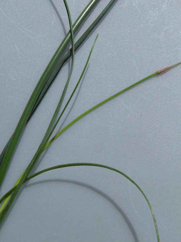 Allium vineale ssp. vineale