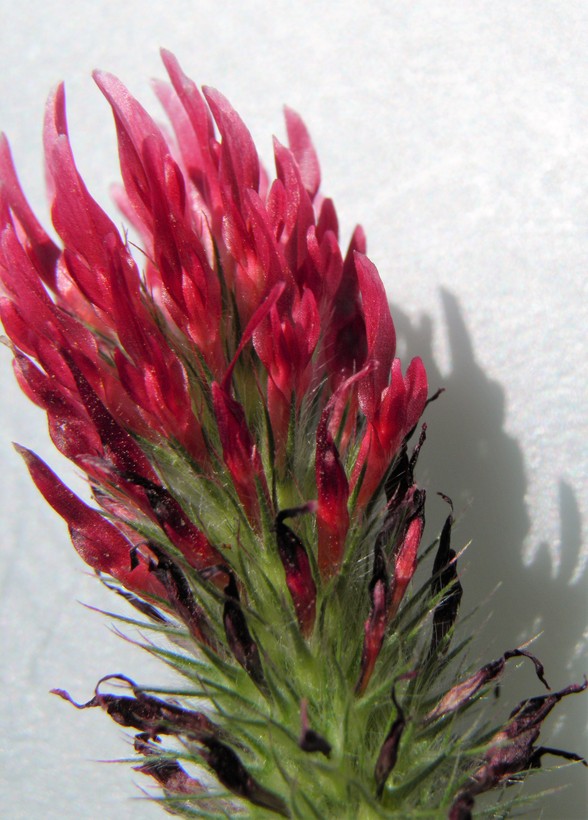Trifolium incarnatum Trifolium incarnatum
