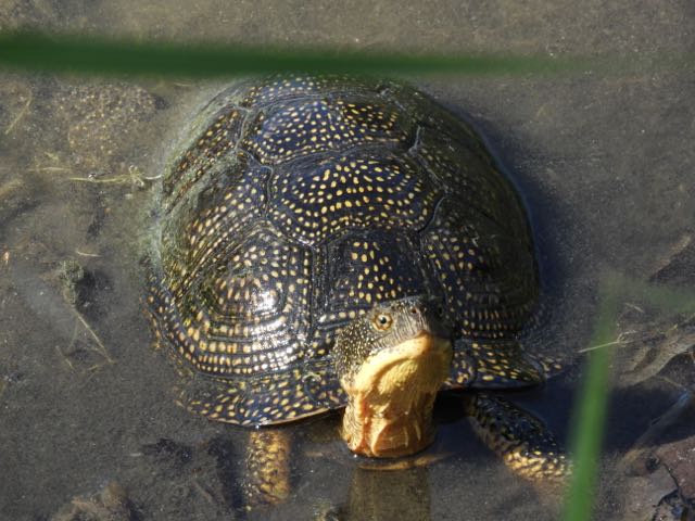 Glyptemys insculpta X Emydoidea blandingii Glyptemys insculpta X Emydoidea blandingii