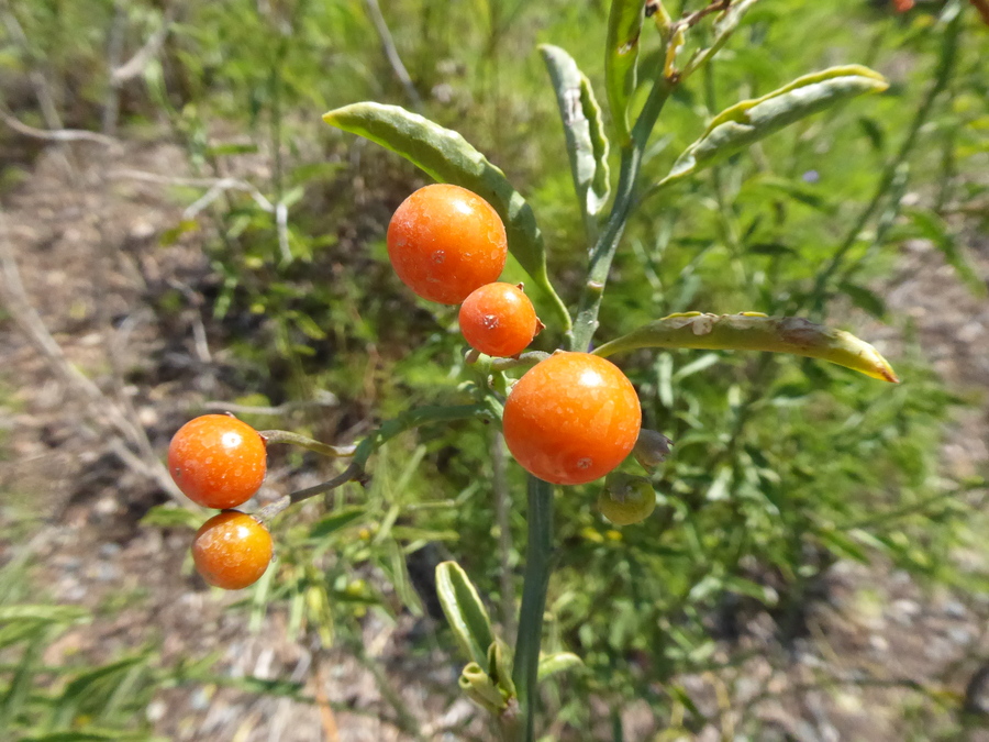 Solanum ligustrinum