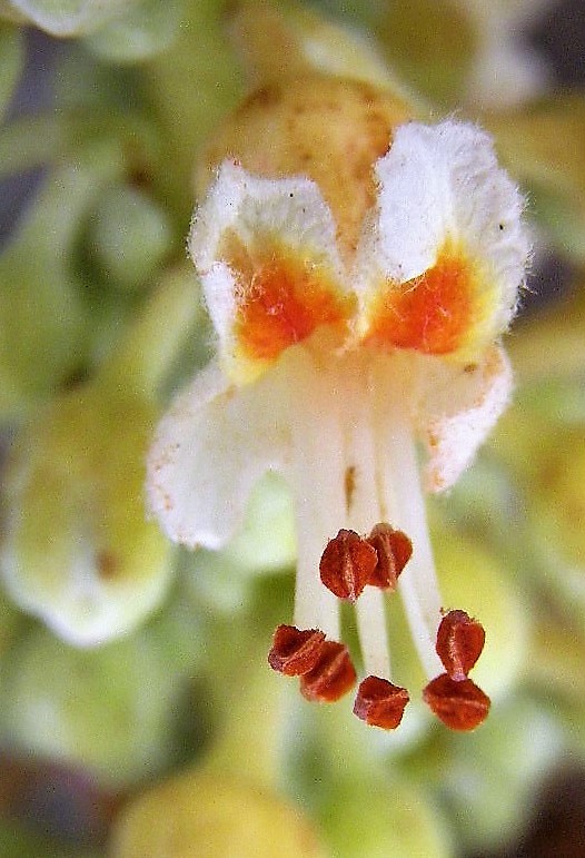 Aesculus parryi