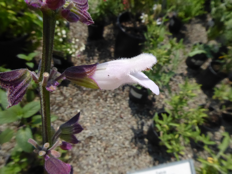 Salvia x hybrida