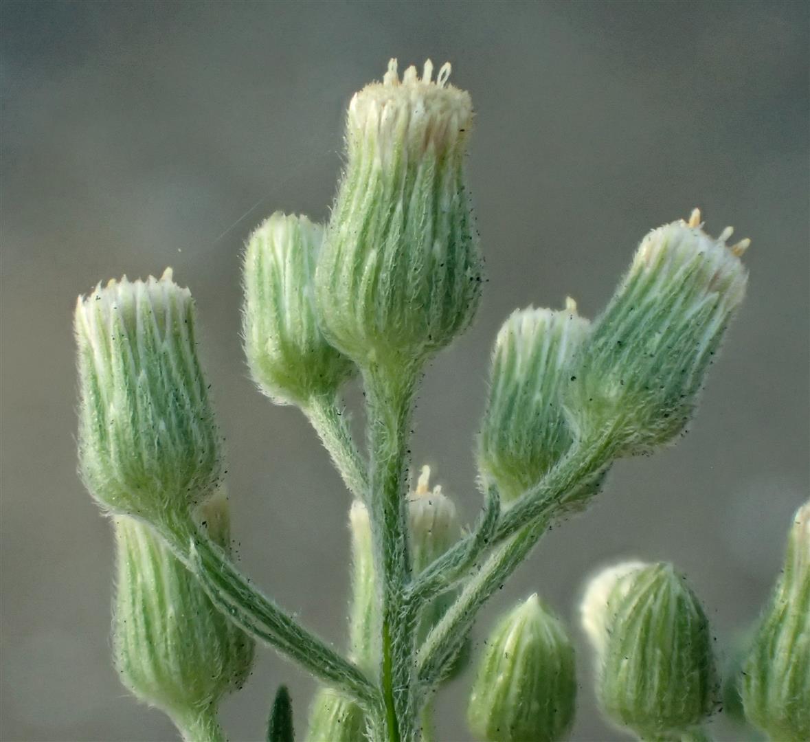 Erigeron sumatrensis