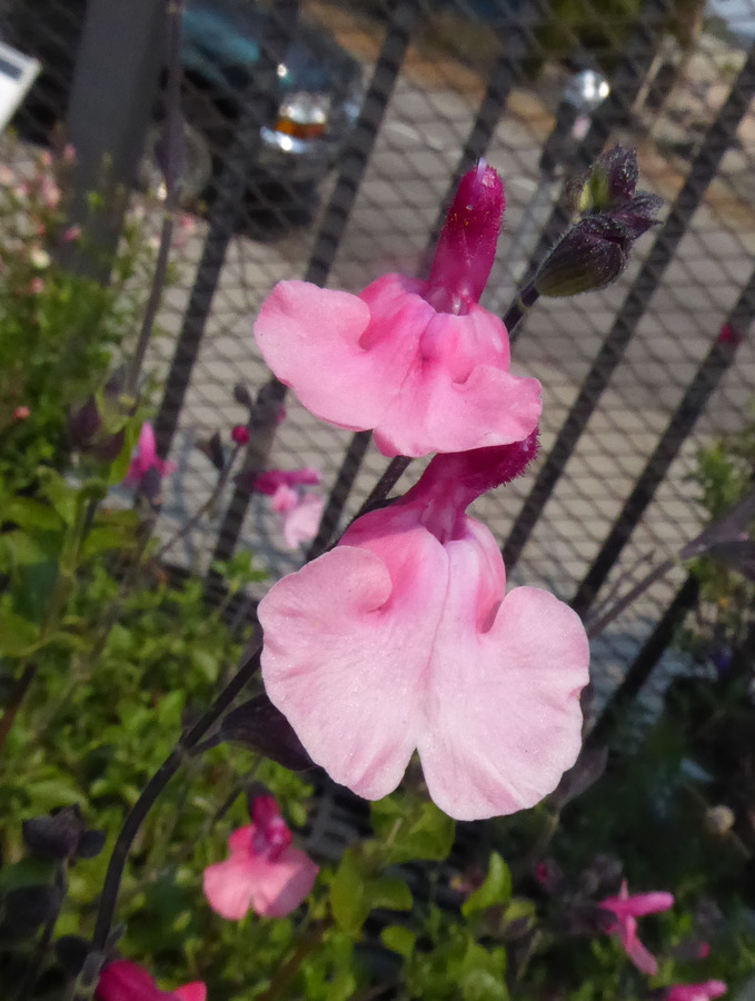 Salvia sp.