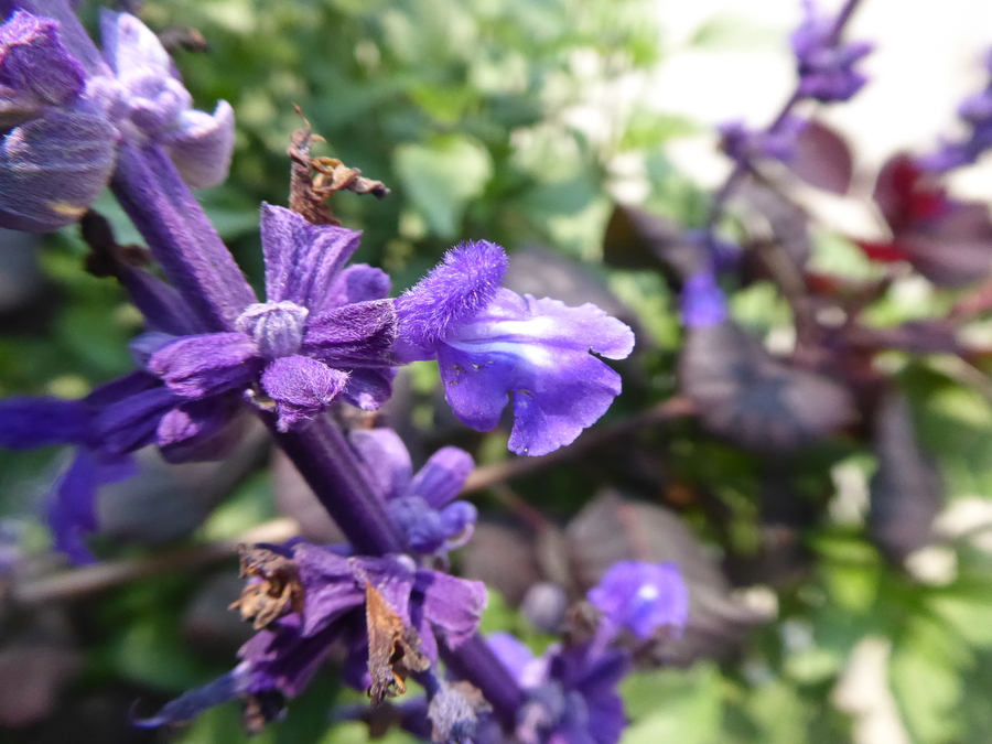 Salvia sp.