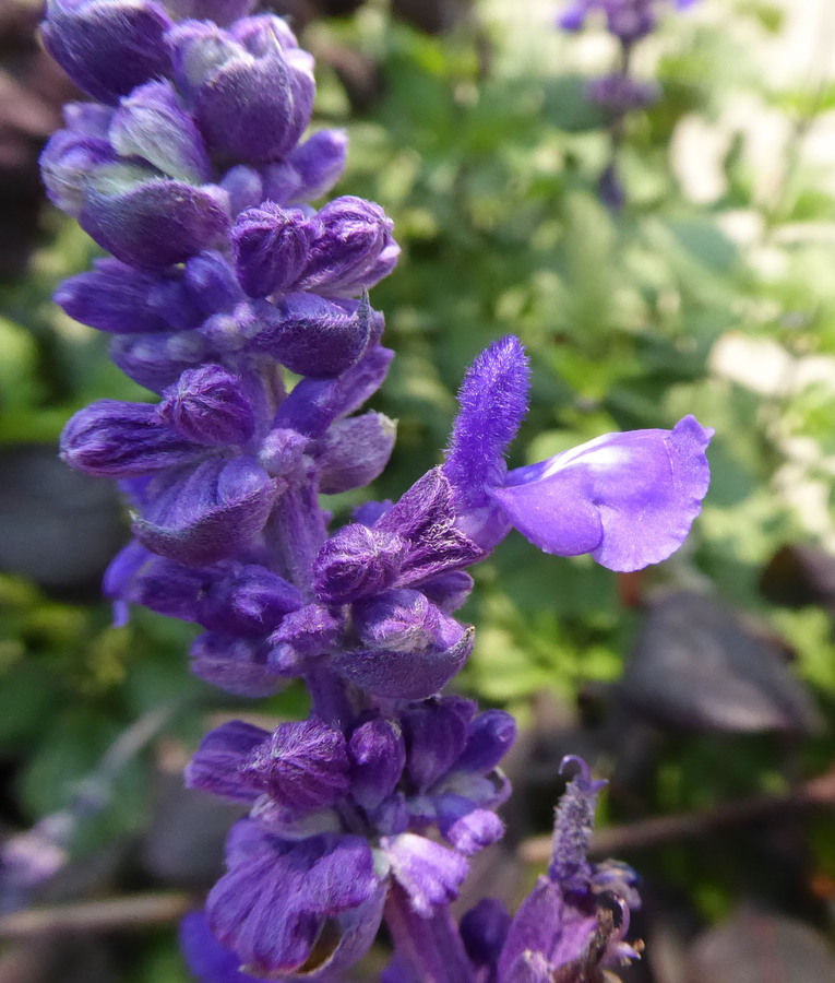 Salvia sp.
