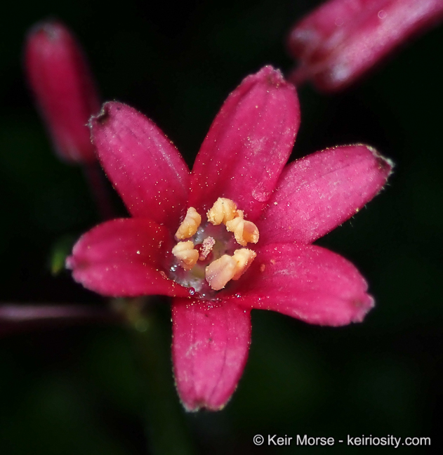 Clintonia andrewsiana