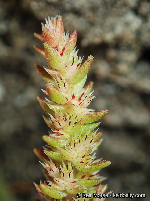 Crassula colligata ssp. lamprosperma
