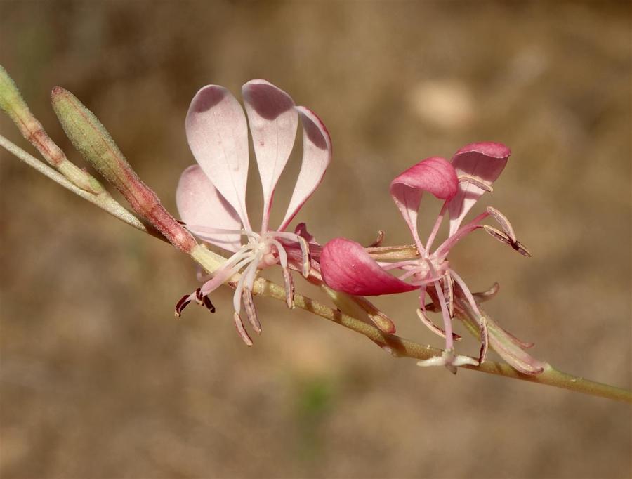 Oenothera xenogaura