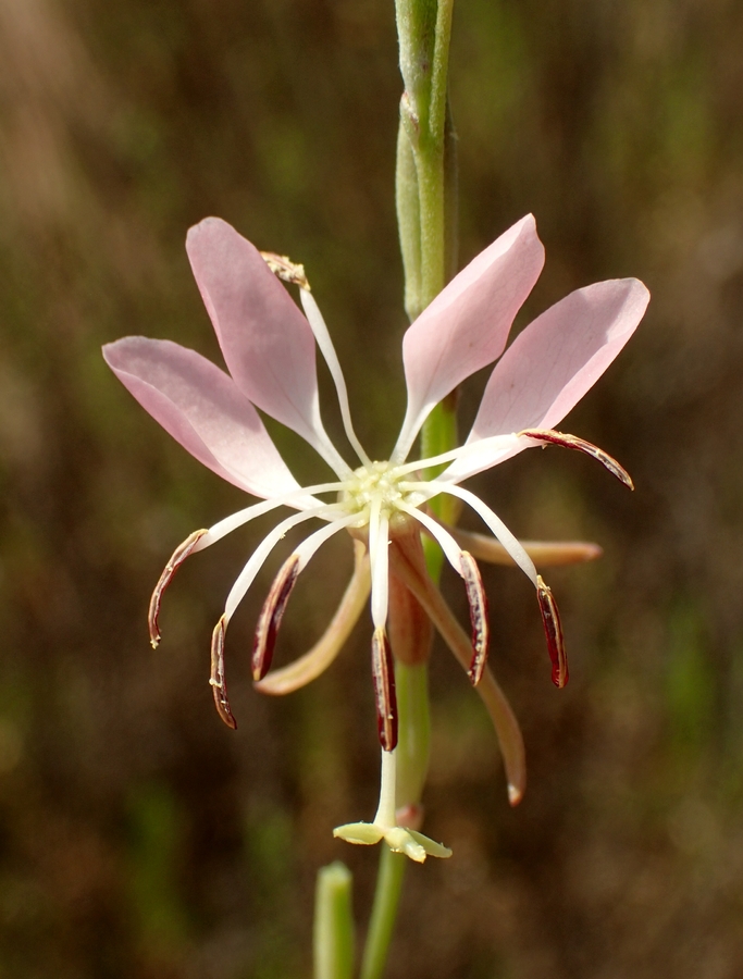 Oenothera xenogaura