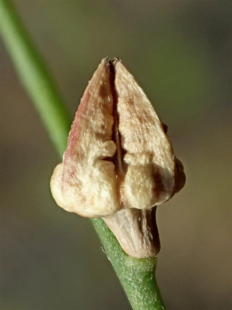 Oenothera xenogaura