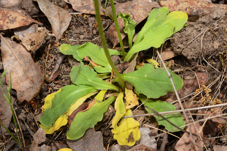 Primula clevelandii ssp. patulum