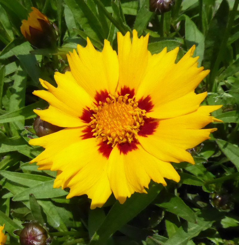 Coreopsis grandiflora